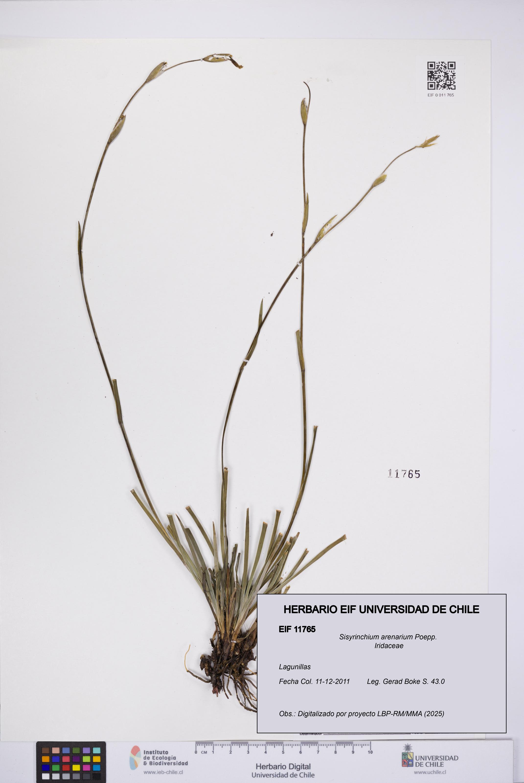 Sisyrinchium arenarium [Espécimen: UCH:EIF:0011765]