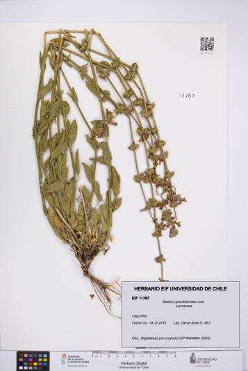 Stachys grandidentata [Espécimen: UCH:EIF:0011767]