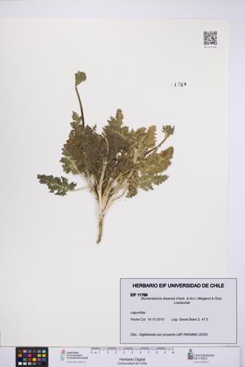 Blumenbachia dissecta [Espécimen: UCH:EIF:0011769]