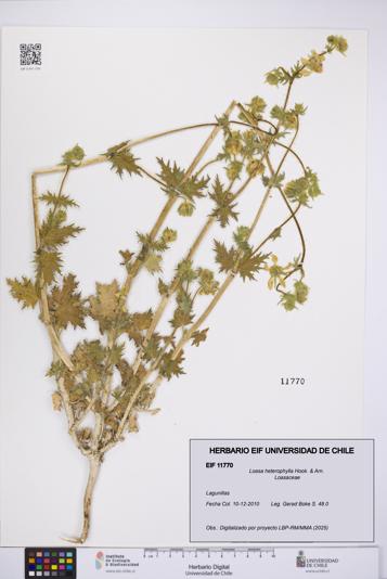 Loasa heterophylla [Espécimen: UCH:EIF:0011770]