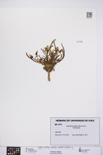 Calandrinia affinis [Espécimen: UCH:EIF:0011771]