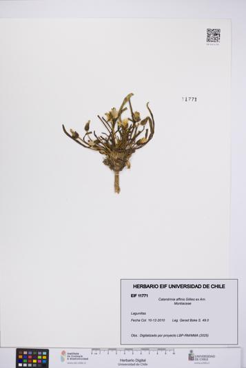 Calandrinia affinis [Espécimen: UCH:EIF:0011771]