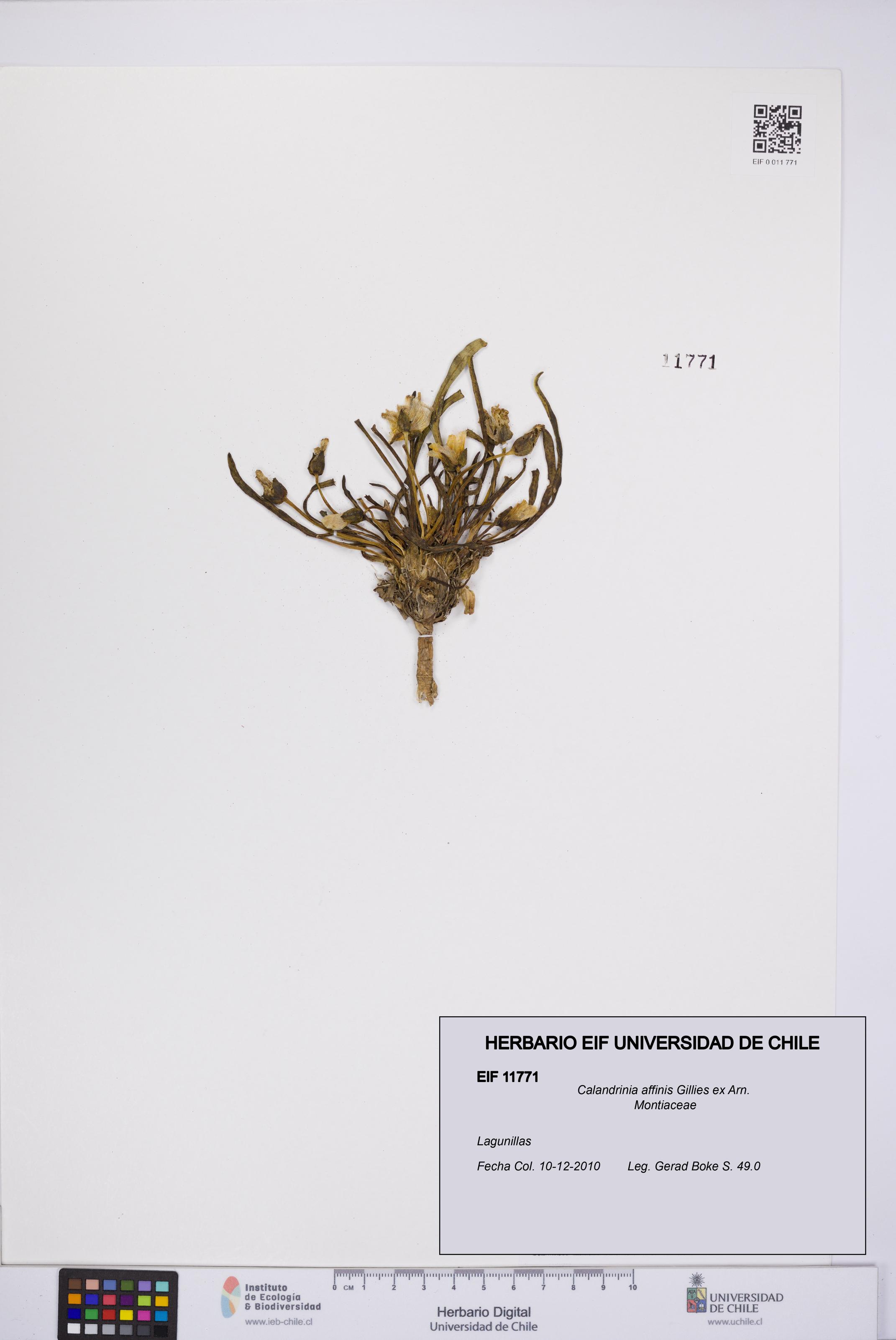 Calandrinia affinis [Espécimen: UCH:EIF:0011771]