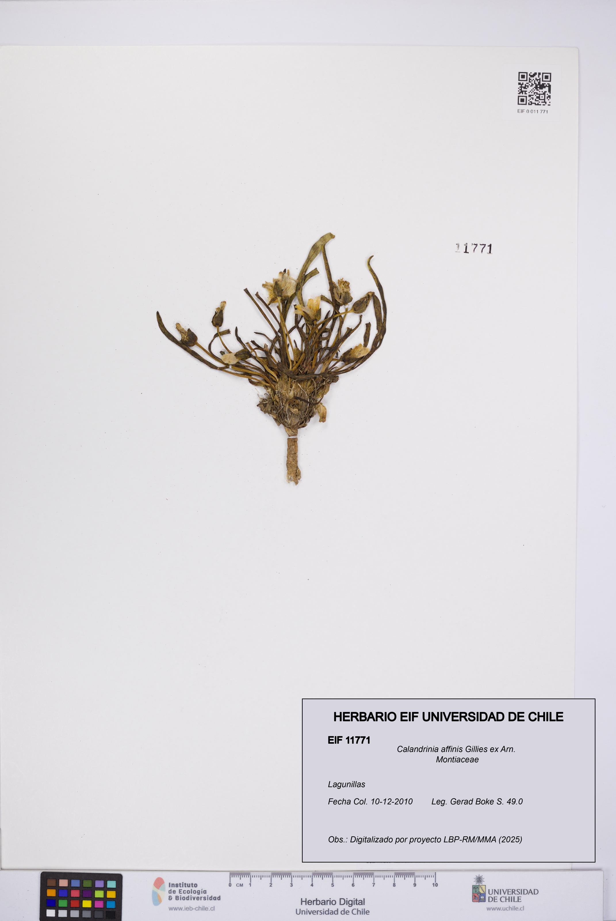 Calandrinia affinis [Espécimen: UCH:EIF:0011771]