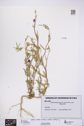 Clarkia tenella [Espécimen: UCH:EIF:0011772]