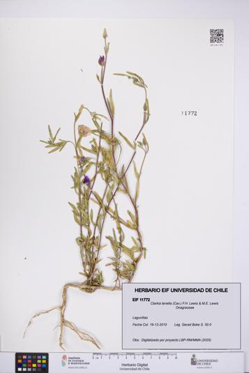 Clarkia tenella [Espécimen: UCH:EIF:0011772]