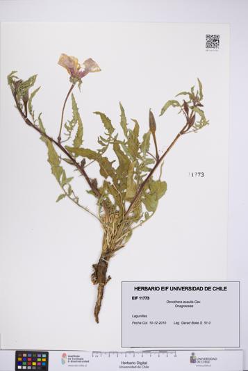 Oenothera acaulis [Espécimen: UCH:EIF:0011773]