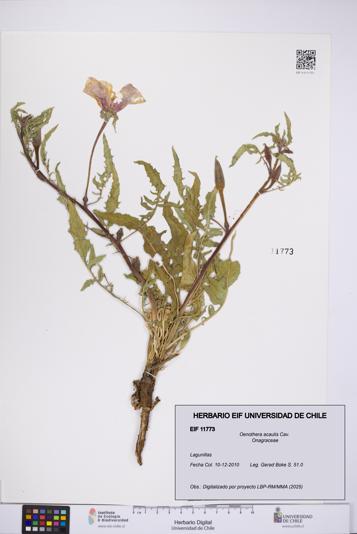 Oenothera acaulis [Espécimen: UCH:EIF:0011773]