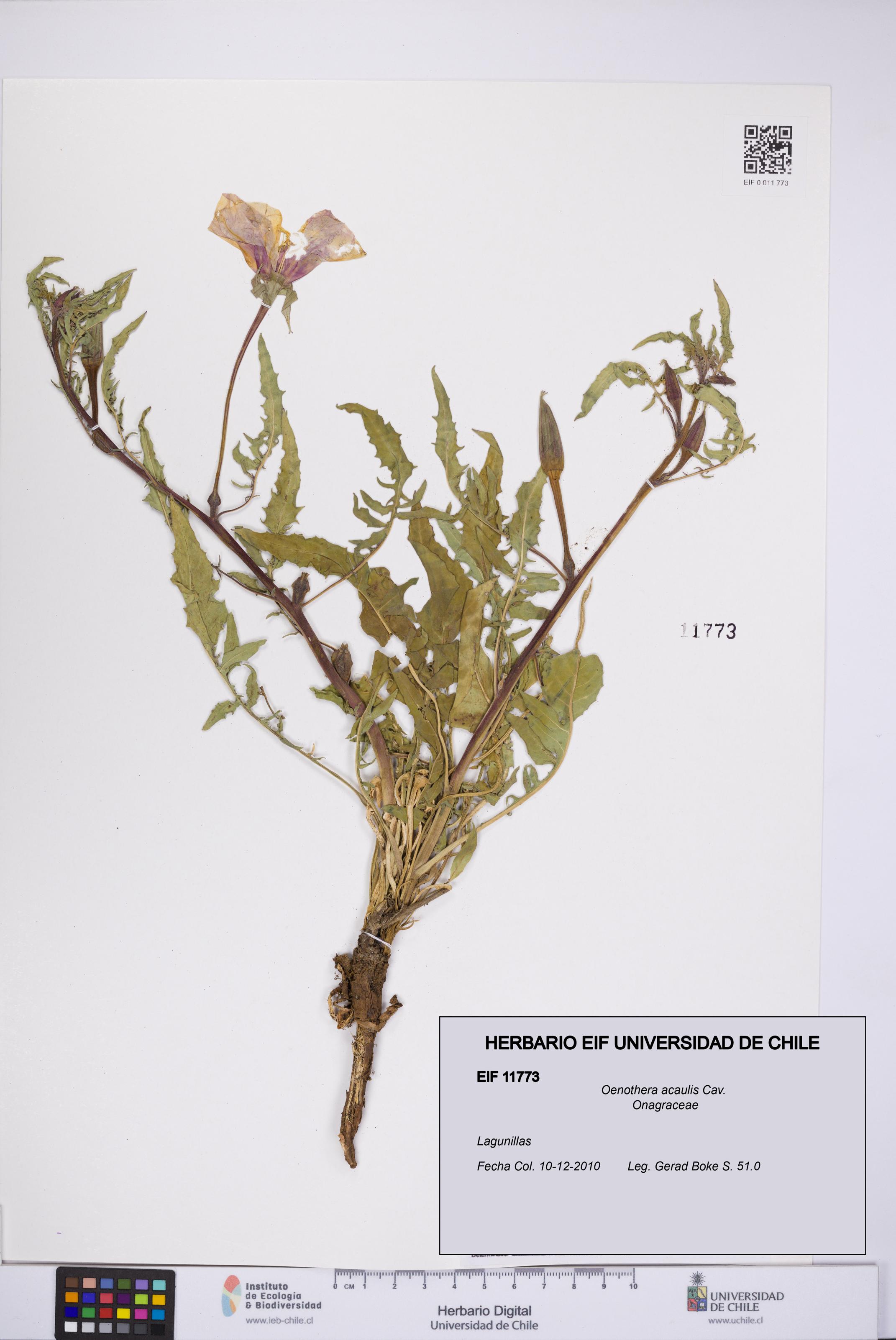 Oenothera acaulis [Espécimen: UCH:EIF:0011773]