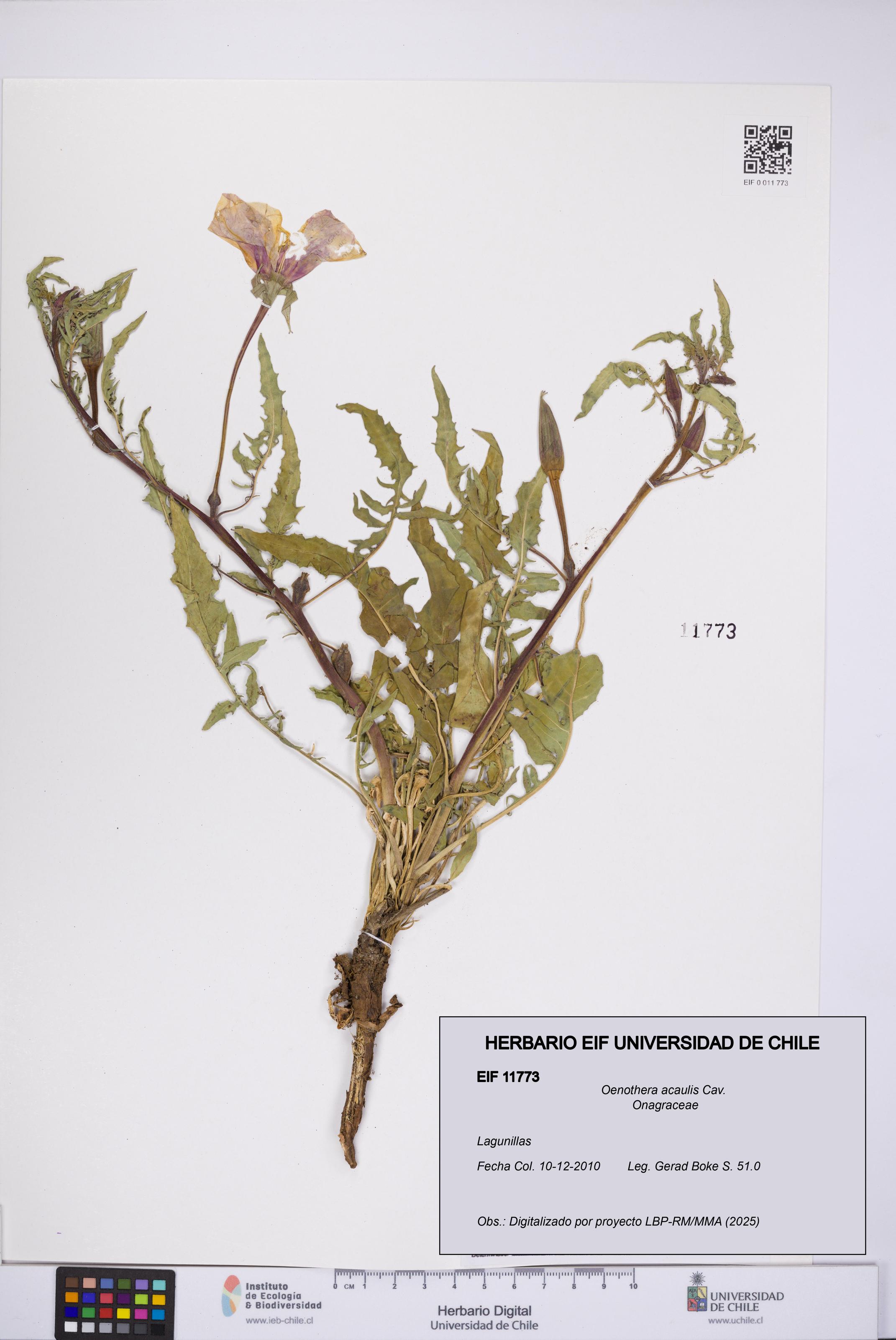 Oenothera acaulis [Espécimen: UCH:EIF:0011773]