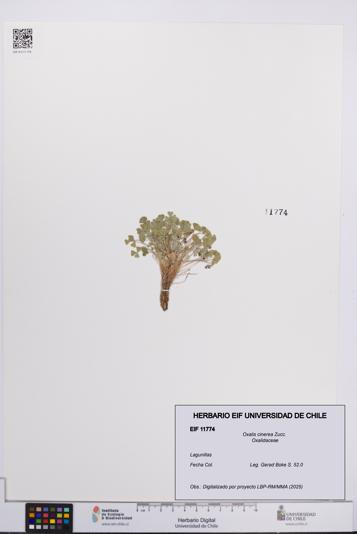 Oxalis cinerea [Espécimen: UCH:EIF:0011774]