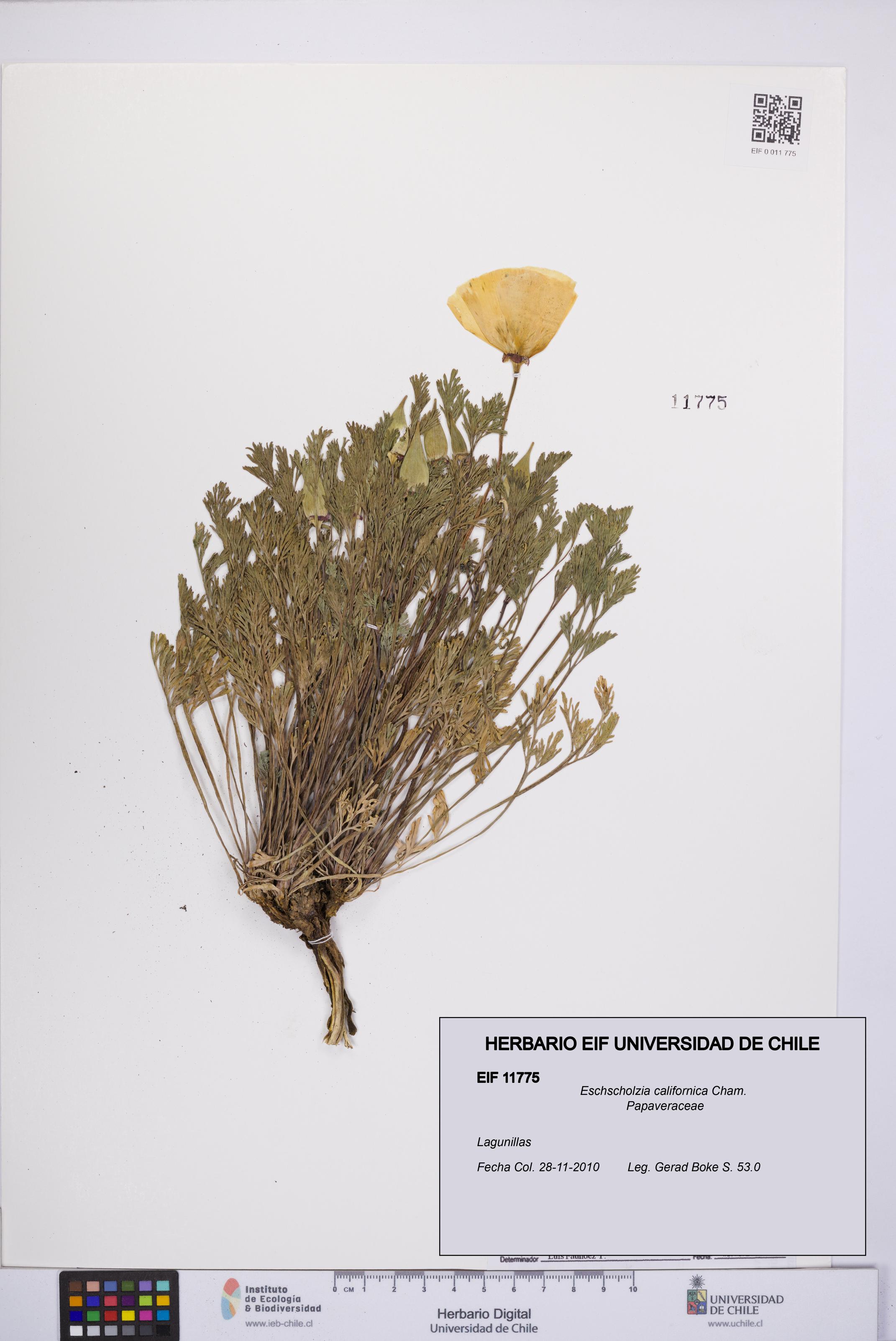 Eschscholzia californica [Espécimen: UCH:EIF:0011775]