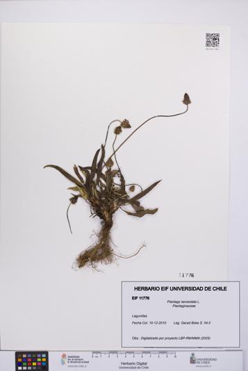 Plantago lanceolata [Espécimen: UCH:EIF:0011776]