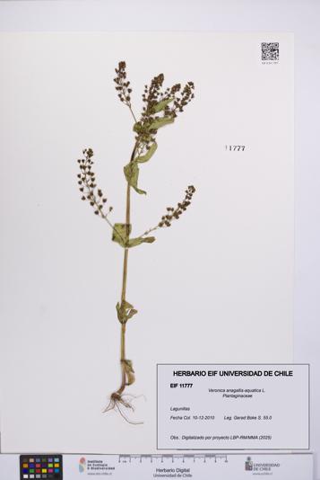 Veronica anagallis-aquatica [Espécimen: UCH:EIF:0011777]