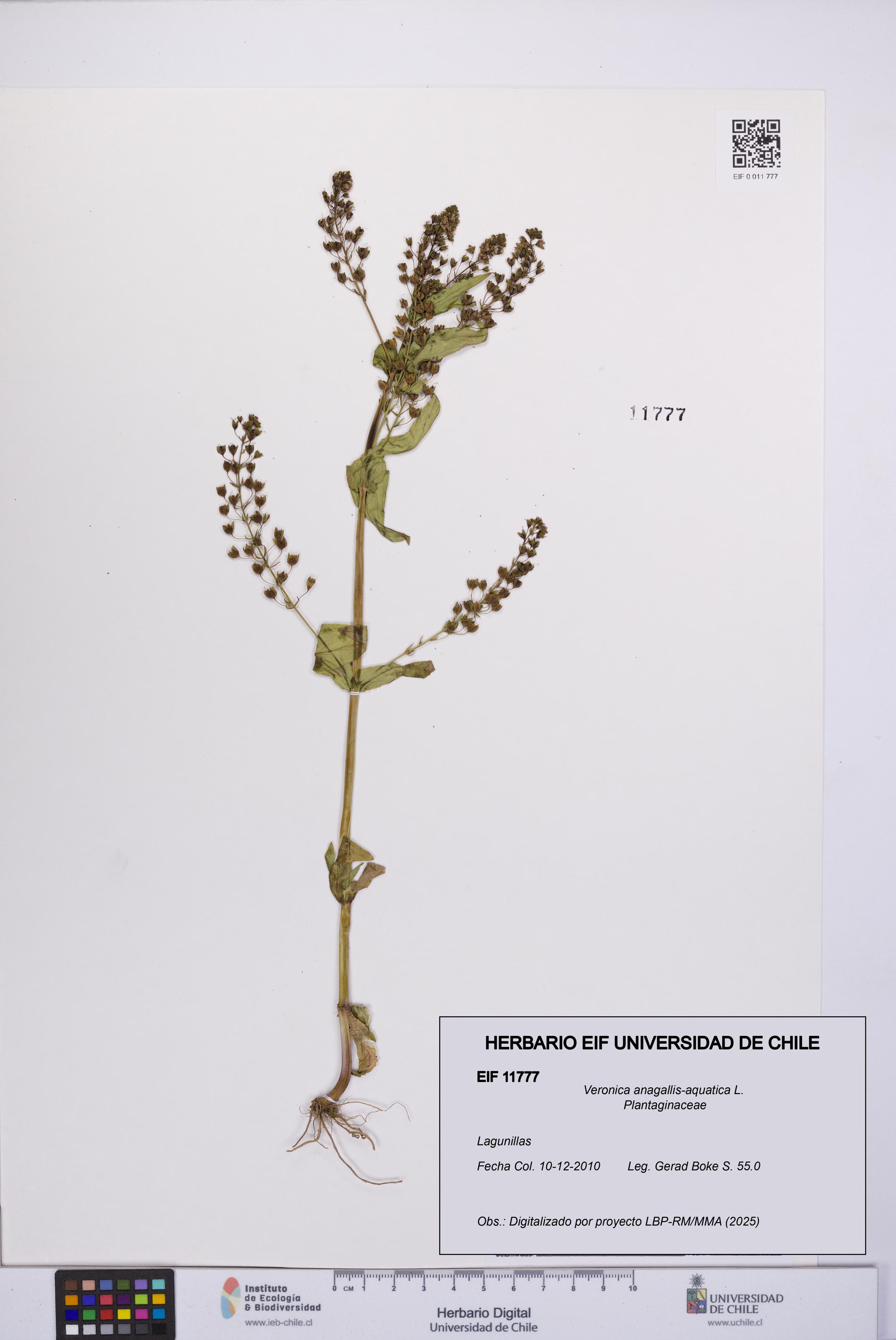 Veronica anagallis-aquatica [Espécimen: UCH:EIF:0011777]
