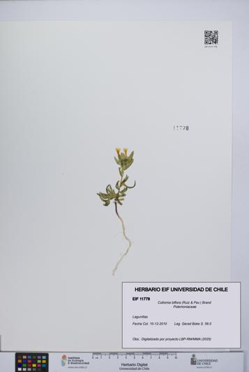 Collomia biflora [Espécimen: UCH:EIF:0011778]