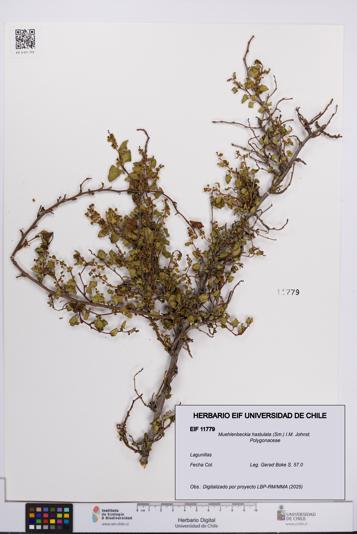 Muehlenbeckia hastulata [Espécimen: UCH:EIF:0011779]