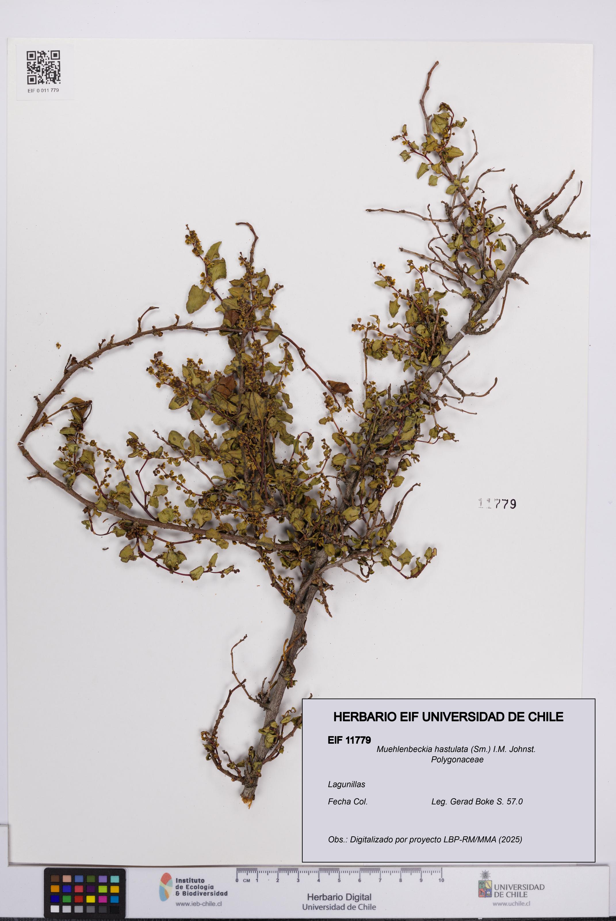 Muehlenbeckia hastulata [Espécimen: UCH:EIF:0011779]