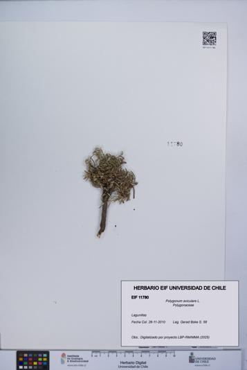 Polygonum aviculare [Espécimen: UCH:EIF:0011780]