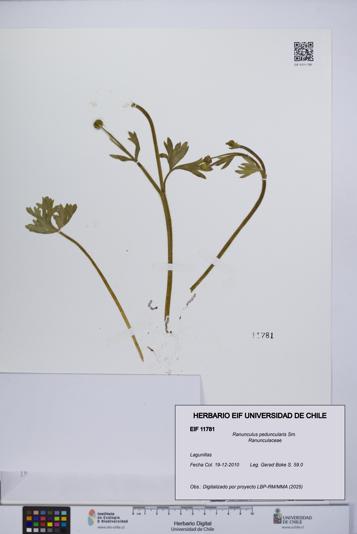 Ranunculus peduncularis [Espécimen: UCH:EIF:0011781]