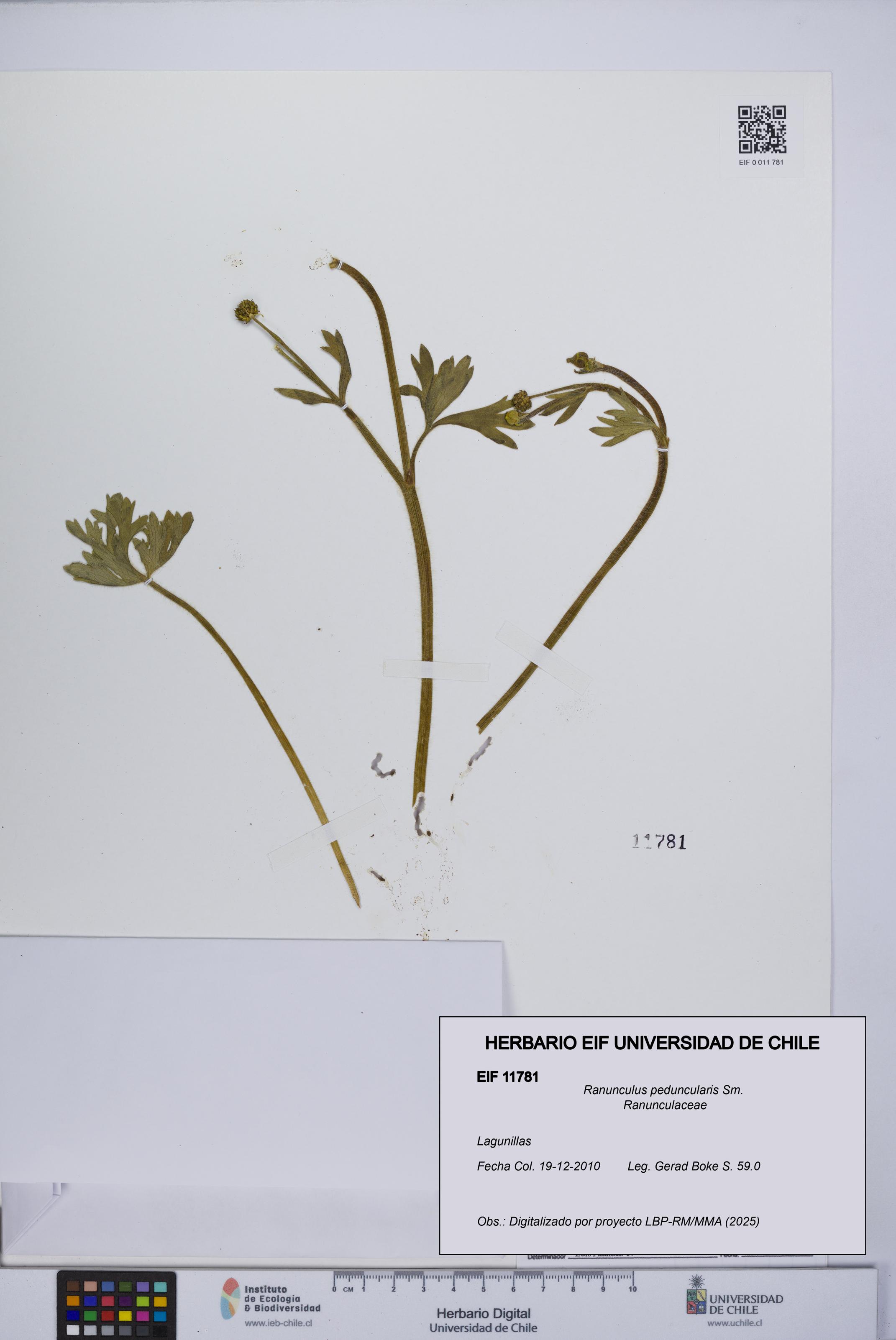 Ranunculus peduncularis [Espécimen: UCH:EIF:0011781]