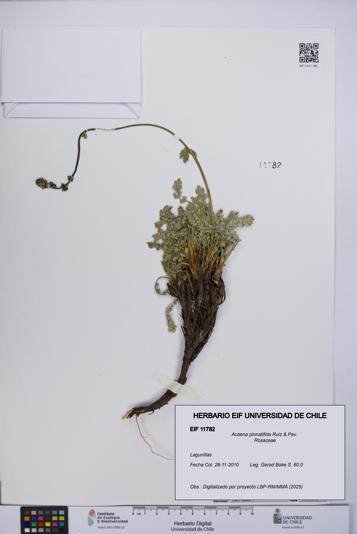 Acaena pinnatifida [Espécimen: UCH:EIF:0011782]