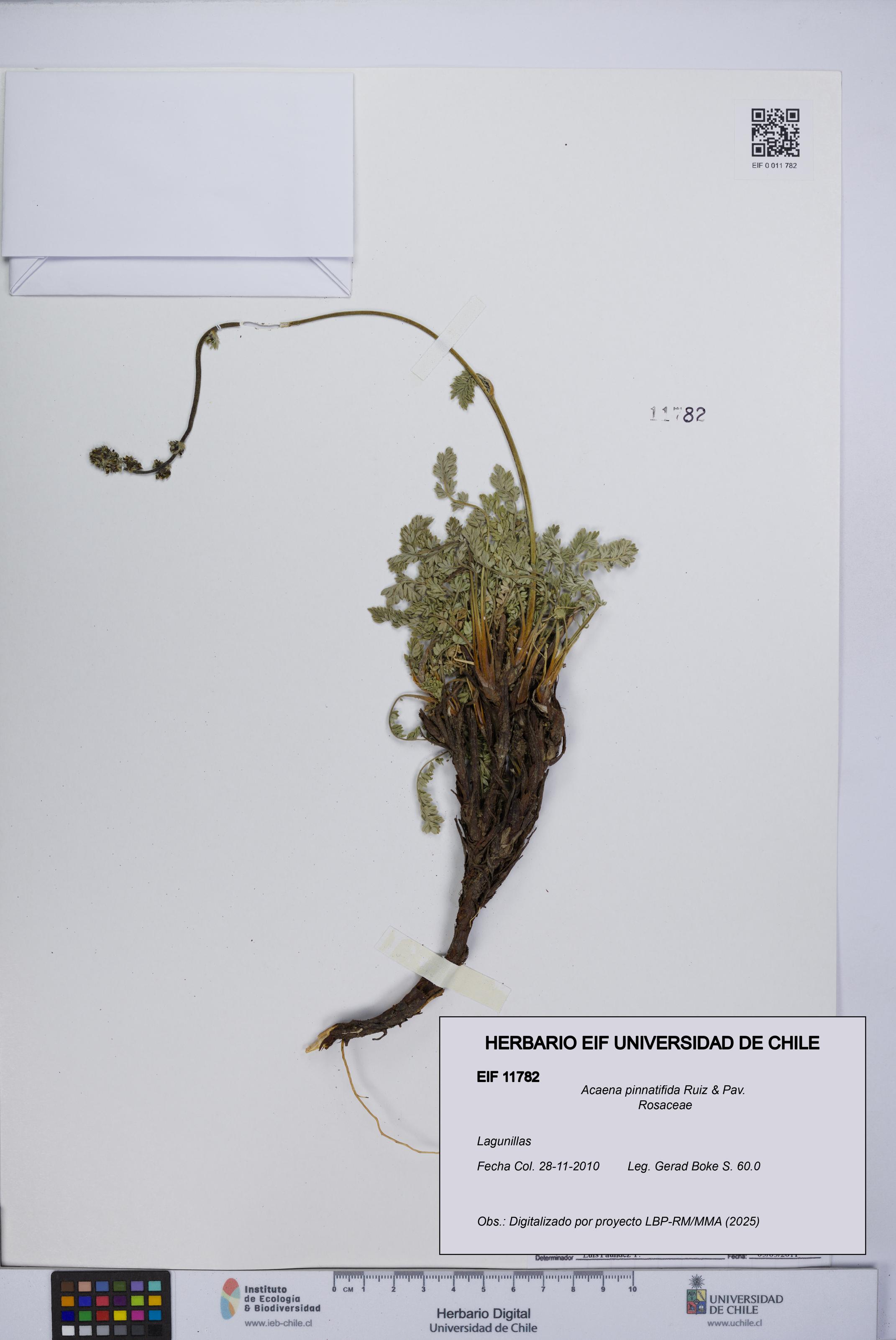 Acaena pinnatifida [Espécimen: UCH:EIF:0011782]