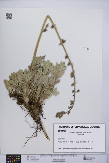 Acaena splendens [Espécimen: UCH:EIF:0011783]