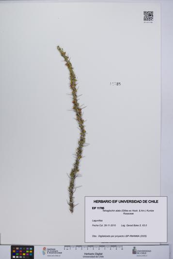 Tetraglochin alata [Espécimen: UCH:EIF:0011785]