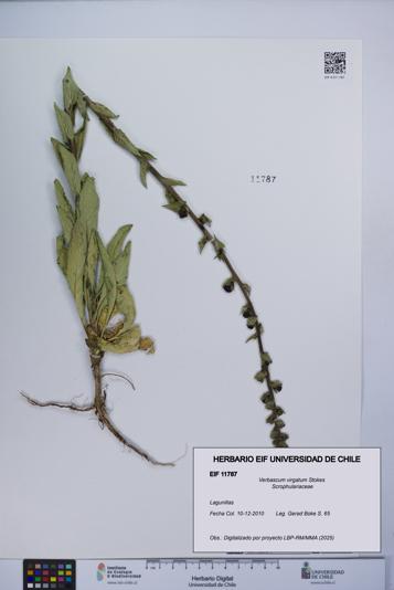 Verbascum virgatum [Espécimen: UCH:EIF:0011787]
