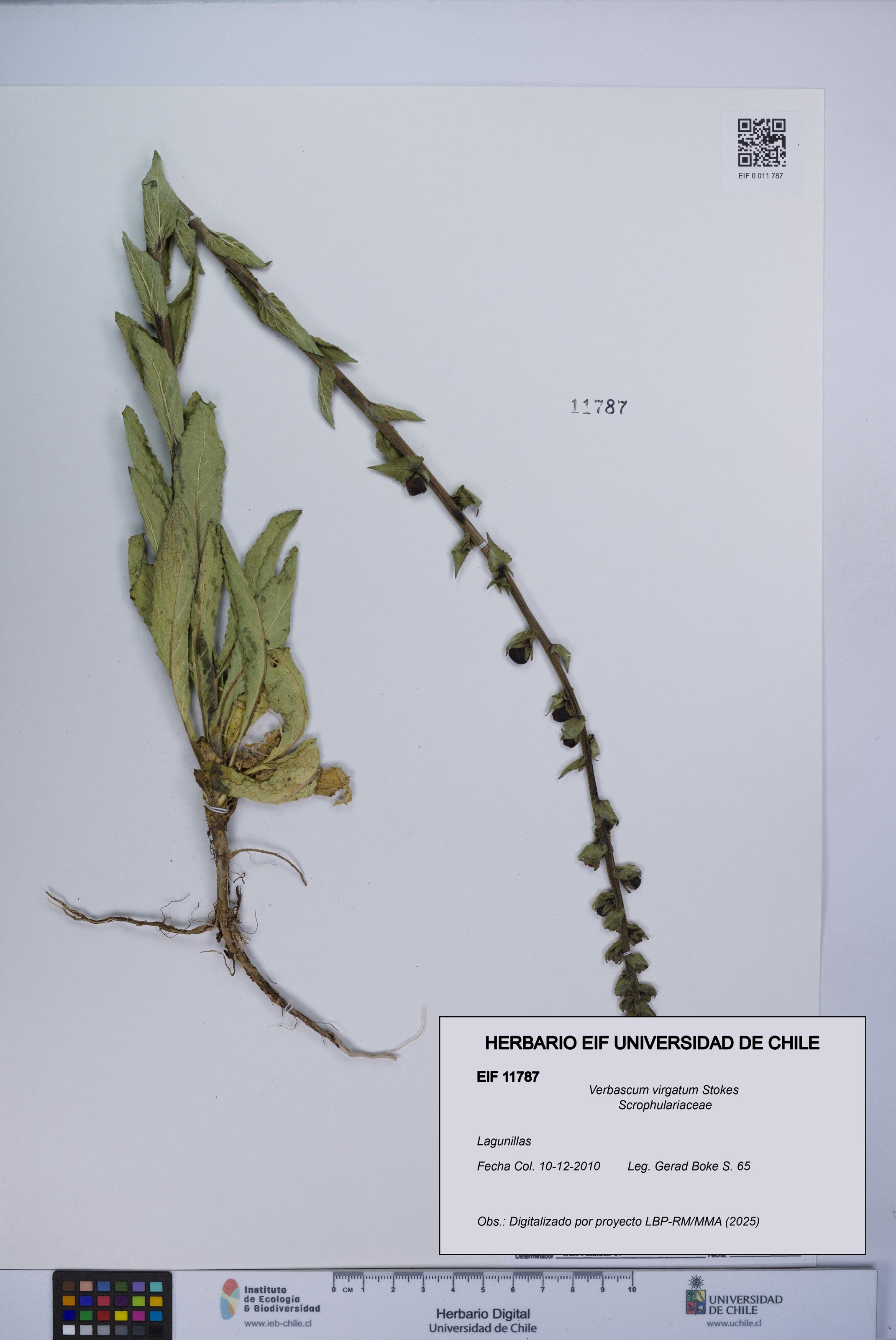 Verbascum virgatum [Espécimen: UCH:EIF:0011787]