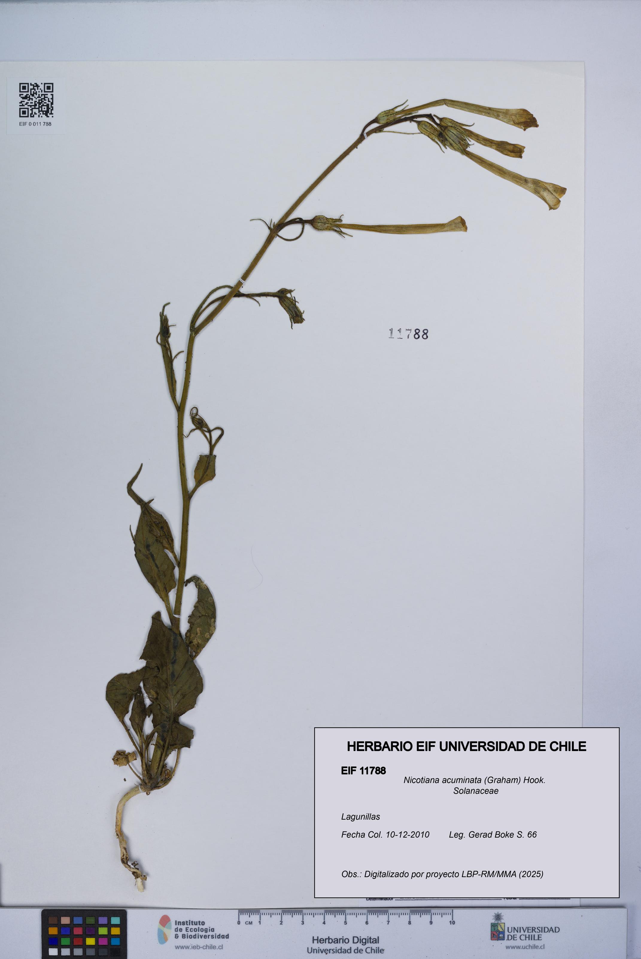 Nicotiana acuminata [Espécimen: UCH:EIF:0011788]
