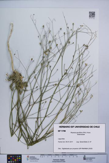 Reyesia parviflora [Espécimen: UCH:EIF:0011789]