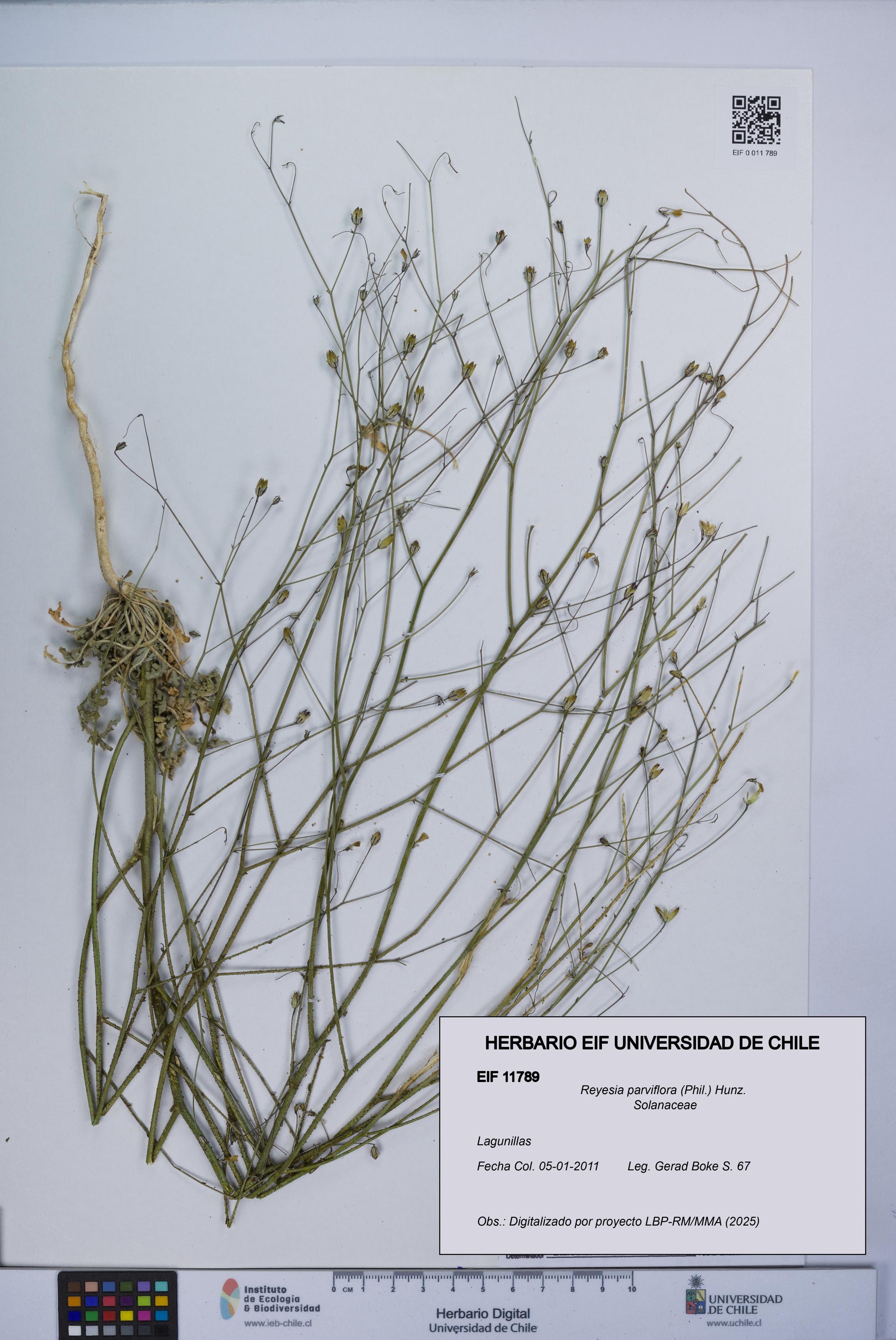 Reyesia parviflora [Espécimen: UCH:EIF:0011789]