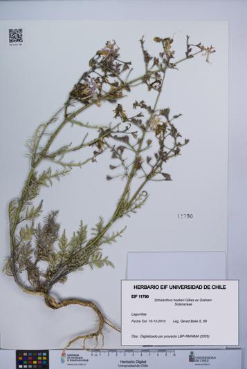 Schizanthus hookeri [Espécimen: UCH:EIF:0011790]