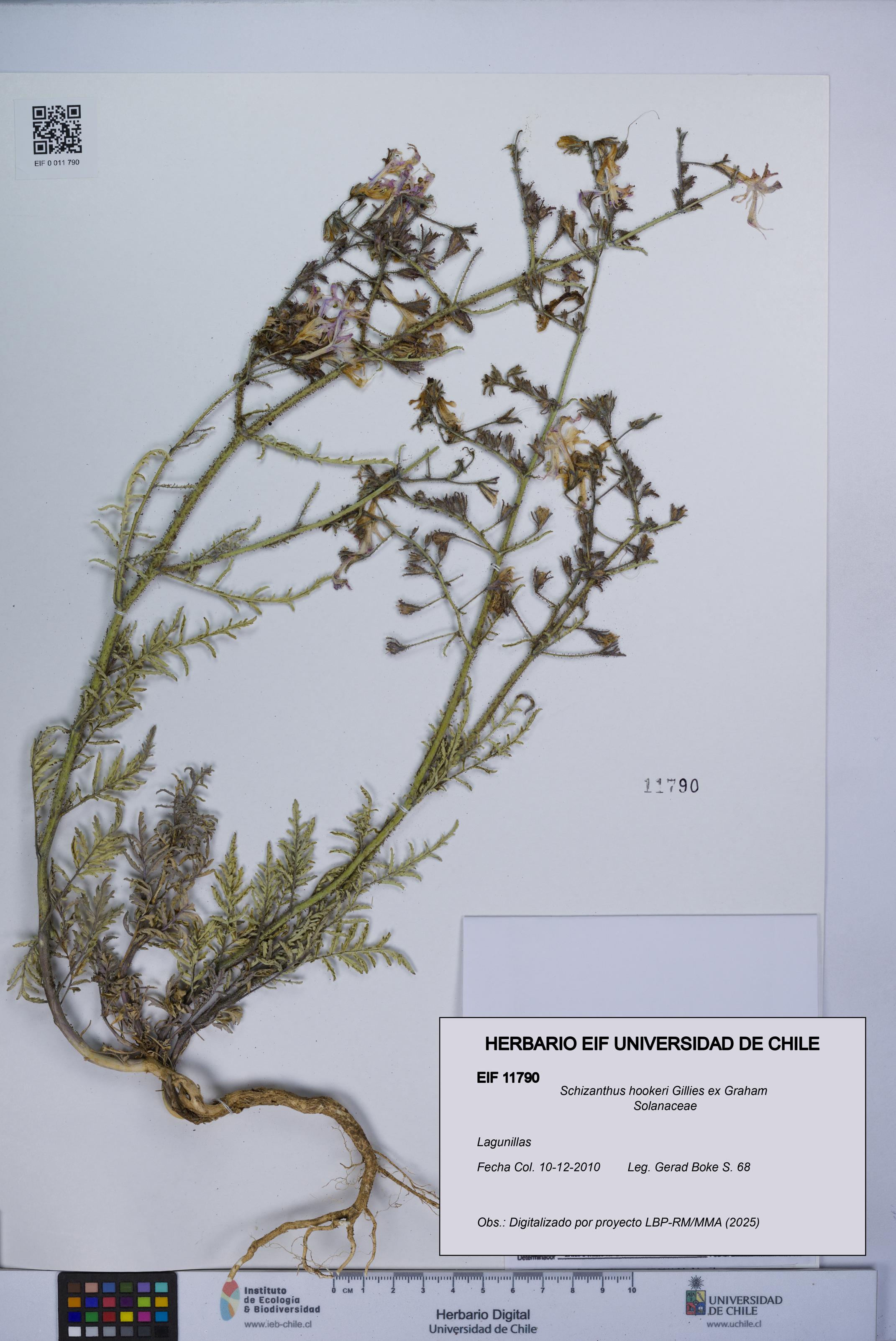 Schizanthus hookeri [Espécimen: UCH:EIF:0011790]