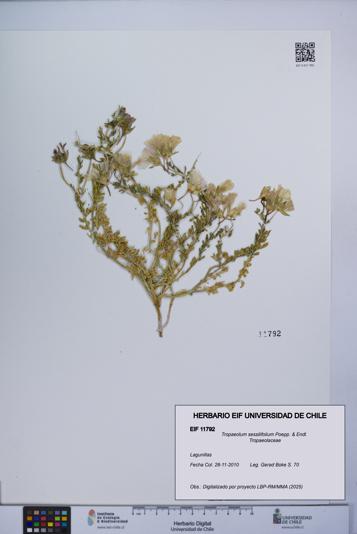 Tropaeolum sessilifolium [Espécimen: UCH:EIF:0011792]