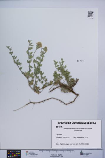 Glandularia berteroi [Espécimen: UCH:EIF:0011794]