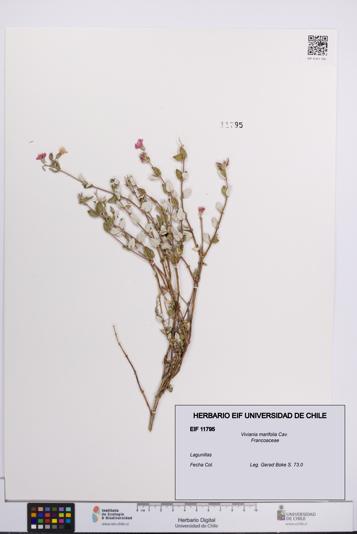 Viviania marifolia [Espécimen: UCH:EIF:0011795]