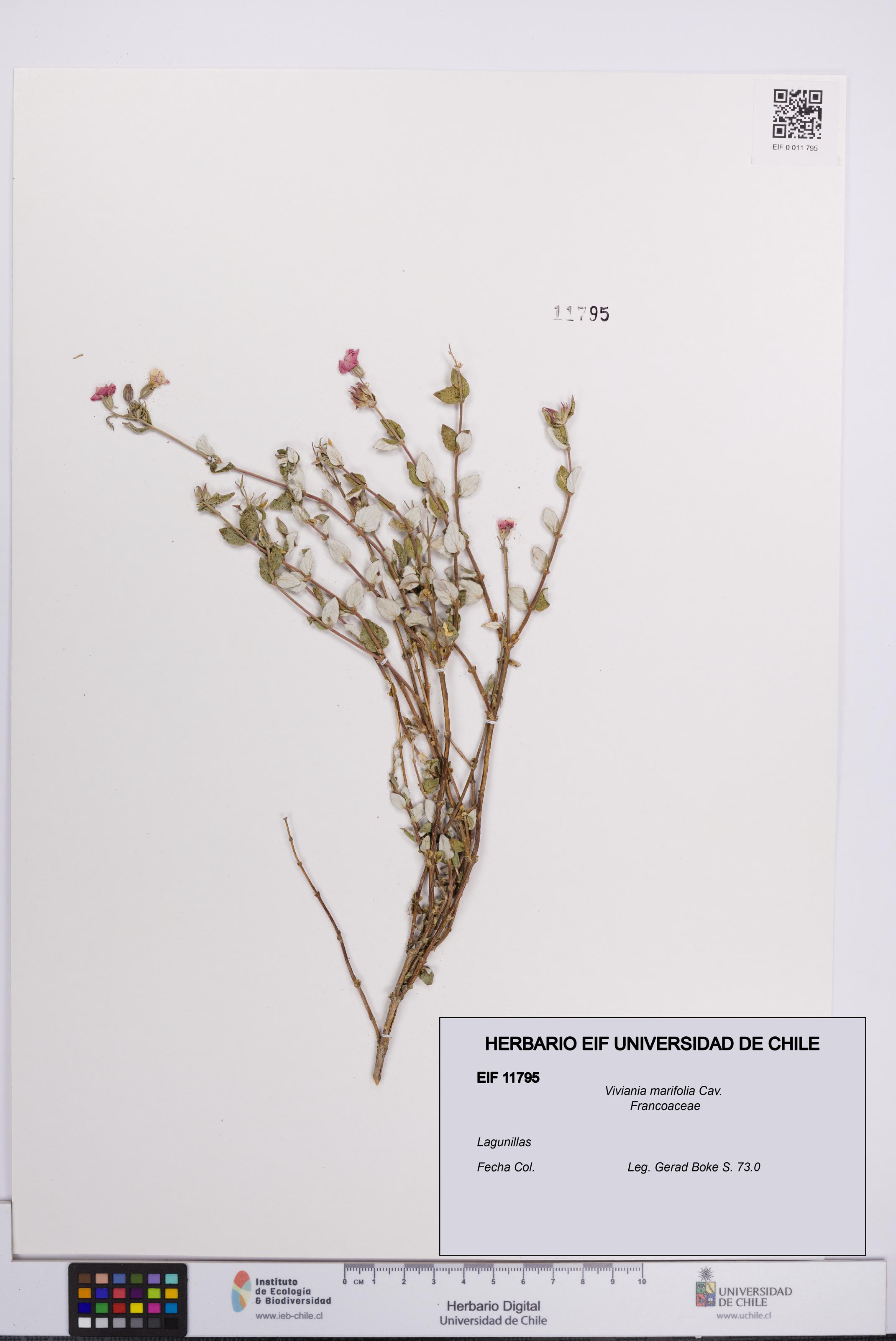 Viviania marifolia [Espécimen: UCH:EIF:0011795]