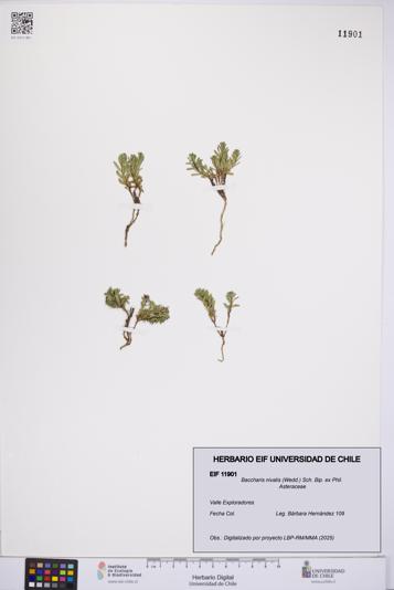 Baccharis nivalis [Espécimen: UCH:EIF:0011901]