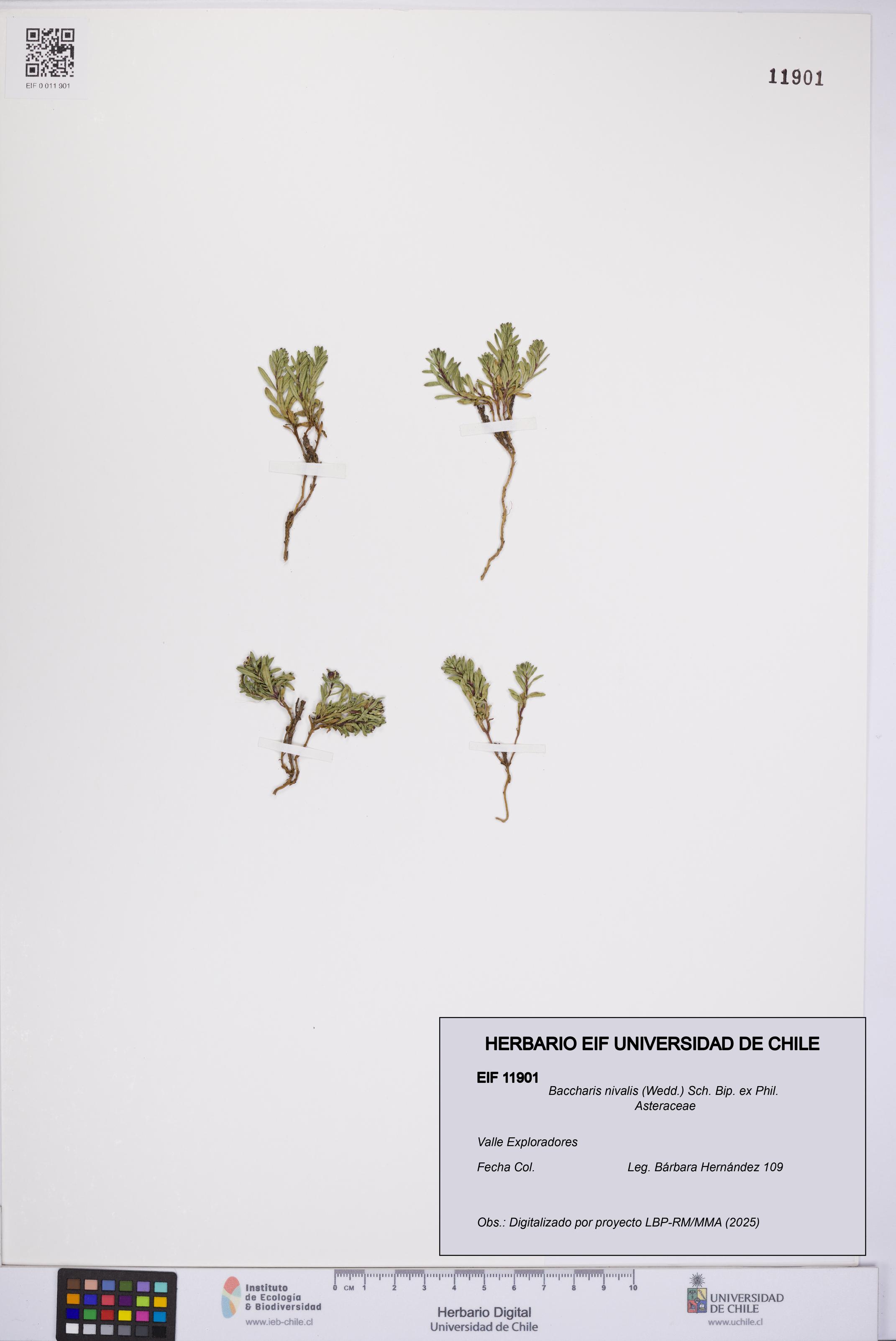 Baccharis nivalis [Espécimen: UCH:EIF:0011901]