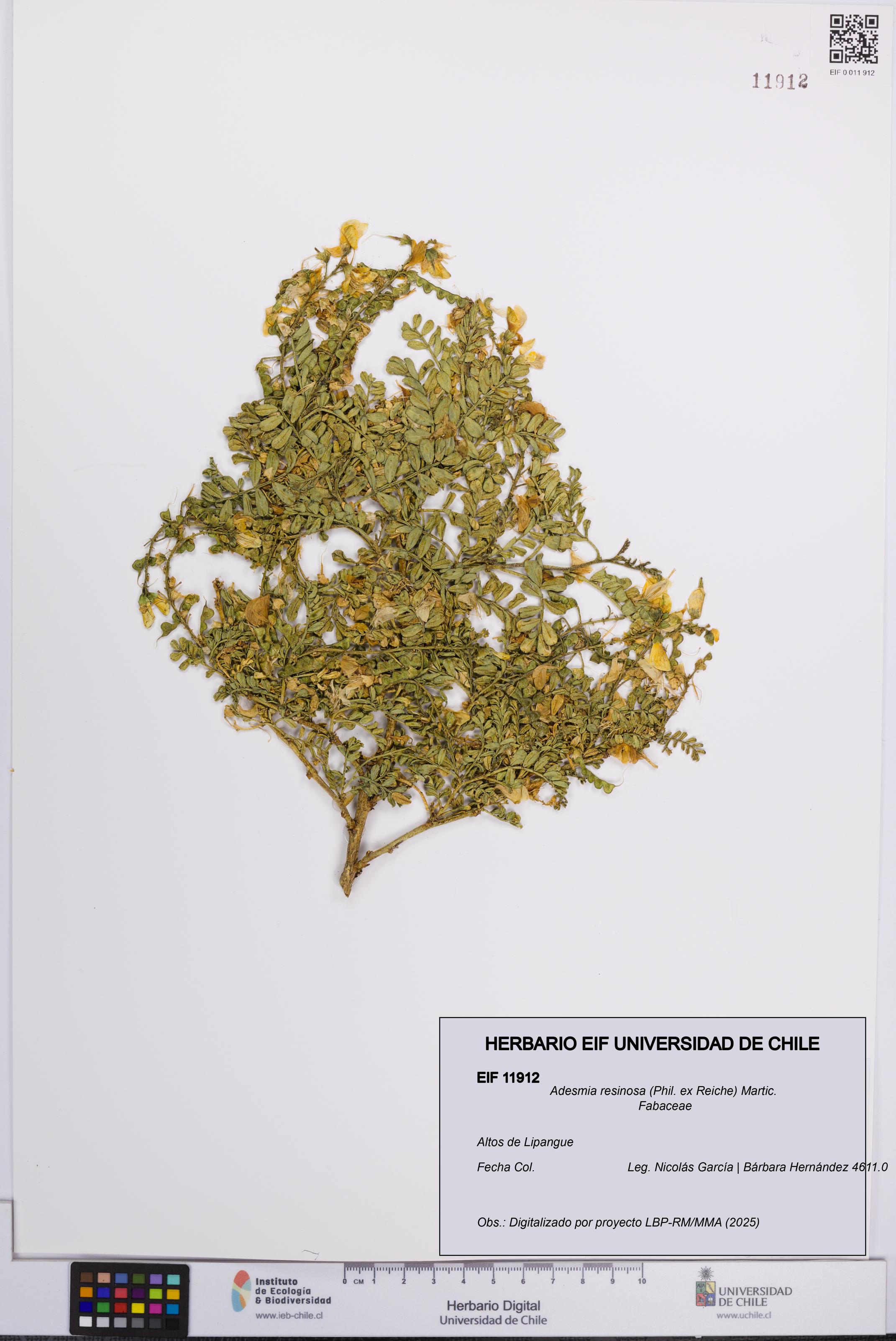Adesmia resinosa [Espécimen: UCH:EIF:0011912]