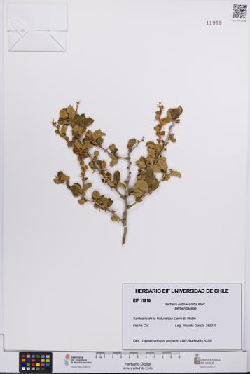 Berberis actinacantha [Espécimen: UCH:EIF:0011918]