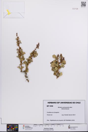 Berberis actinacantha [Espécimen: UCH:EIF:0011919]