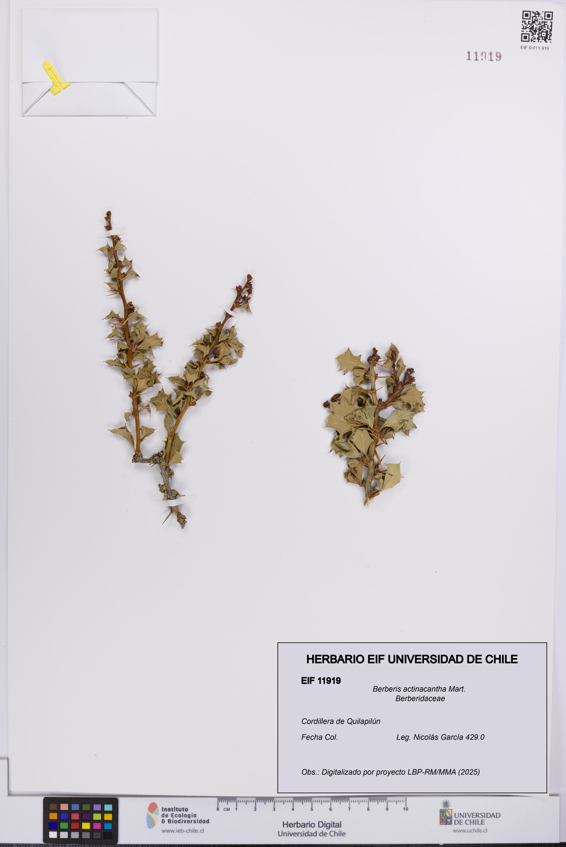 Berberis actinacantha [Espécimen: UCH:EIF:0011919]