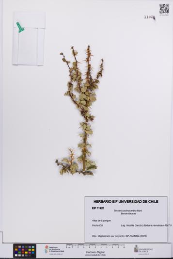 Berberis actinacantha [Espécimen: UCH:EIF:0011920]