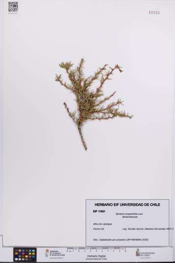 Berberis empetrifolia [Espécimen: UCH:EIF:0011921]