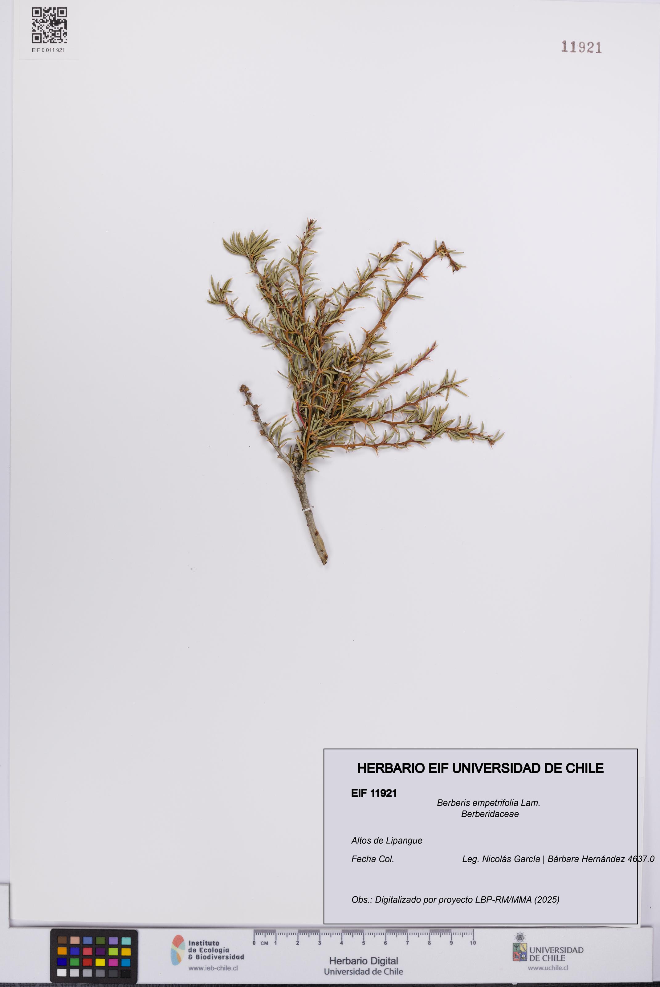 Berberis empetrifolia [Espécimen: UCH:EIF:0011921]