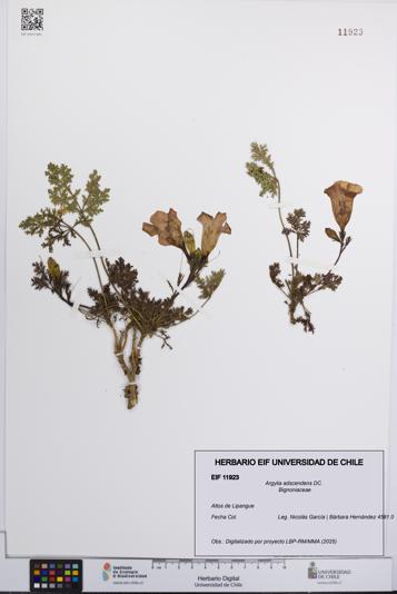 Argylia adscendens [Espécimen: UCH:EIF:0011923]